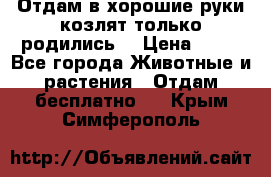 Отдам в хорошие руки козлят.только родились. › Цена ­ 20 - Все города Животные и растения » Отдам бесплатно   . Крым,Симферополь